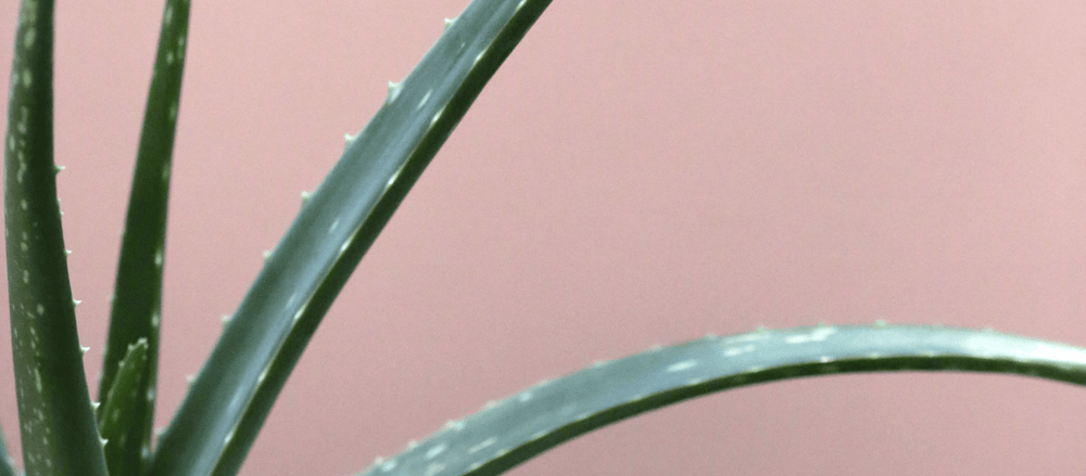 DIY Aloe Vera Skin Mask